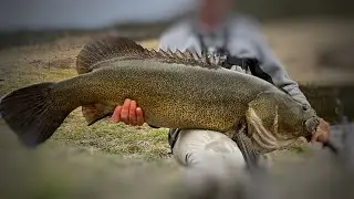 Murray Cod - First Copeton Metery!!