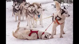 Husky village /ДЕРЕВНЯ ХАСКИ