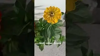 Multi colour Zinnia #zinnia #petunia #youtubeshorts #subscribe #shorts #flowers #spring
