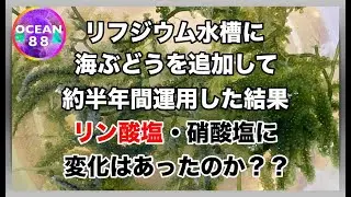 【海水魚水槽・サンゴ水槽】リフジウム水槽に海ぶどうを追加して約半年間運用した結果　リン酸塩・硝酸塩に変化はあったのか？