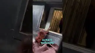 Малышу орангутану помогает его мама ❤️