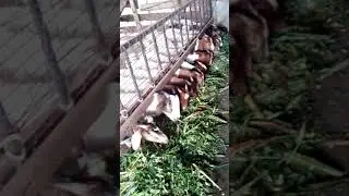 In door goat rearing Uganda