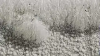 Ice Crystals Growing Time lapse