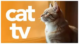 CAT TV 🌈 - Enrichment Video for Cats to Watch  - 20 Hour Petflix Video