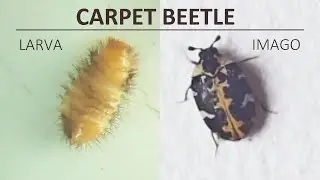 Carpet beetle larva and adult common carpet beetle Anthrenus scrophulariae in the house