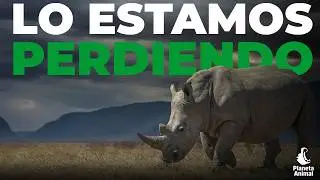 El Rinoceronte: El Tanque Viviente Que La Humanidad Está Perdiendo | PLANETA ANIMAL MX