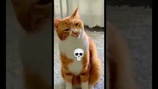 Cats with different Voices 💀#shorts #viralvideo #trolledit #trollface #cat #editing