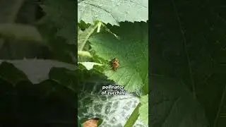 This isn't a honeybee, it's a native squash bee! #nativespecies #pollinators #gardeneducation