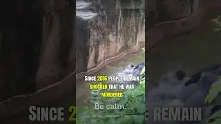 Gorilla Gets Killed After 4-Year-Old Falls Into a Zoo Enclosure | #shorts #animals #gorilla