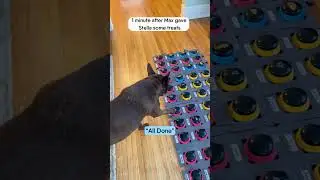 Навыки Стеллы в разрешении конфликтов &mdash; 10/10!