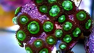 Zoanthids Jawbreaker Lime - Zoanthus colony (part 16)