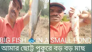 BIG FISH 🐟 IN A SMALL POND | ছোট্ট পুকুরে বড় বড় মাছ