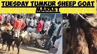 Tumkur sheep goat market@AGRIANIMALS 