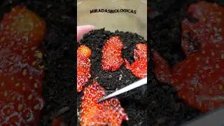 - 🍓 Как вырастить клубнику дома. Быстро и просто
