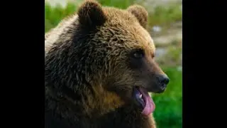 44 minutes of Scary Bear Attacks