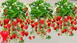 Best Skill Technique Grafting Strawberry With Aloe Vera / how to grow strawberry fruits
