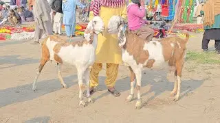 4 February 2026 MandiRate ​1 قیمت کا دھوکہ (The Price Trap بیوپاری نے 2 لاکھ مانگے، میں نے 50 ہزار  