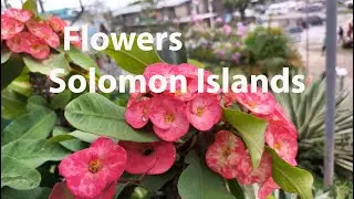 Tropical Flowers - Solomon Islands