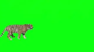 Green Screen Tiger Effect Part-2