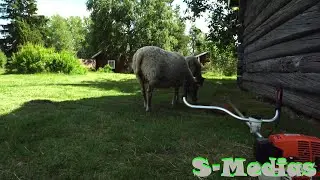 Get the PERFECT CUT Every Time with My Lawn Mowing Hacks