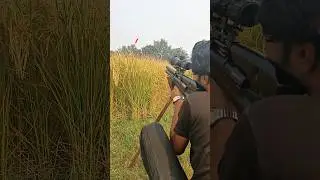 long range 94 yard shot #birdhunting #automobile #harehunting #hunting #airgunhunting #wingshooting