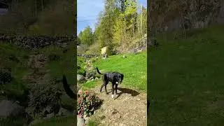 #marisaกับลูกๆสี่ขาinnorway #norway #นอร์เวย์ #spring #ฤดูใบไม้ผลิ #funnydogs
