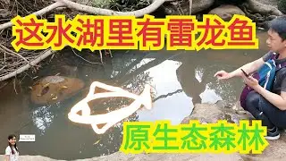 泰国国家森林探险风景美到不行看到雷龙鱼channa fish Thailand National Jungle Tracking