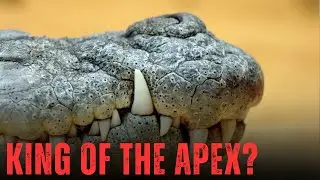 The Striking Bite Force of the Nile Crocodile: Who Reigns Supreme?
