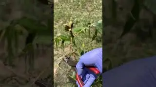 Pecan Tree Bag Worms Again! #offgrid #garden #fruit #farming #tree #shtf #insects #pesticide #prune