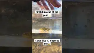 First 3 micro fish of the year 🐟 #microfish #darters #sculpin