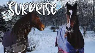 PREMIÈRE NEIGE - ruades et galops à fond ❄️