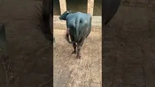 92 animal TV