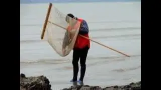 P&ecirc;cheurs de crevettes tharon 009