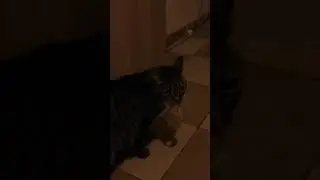 Emily the ham thief