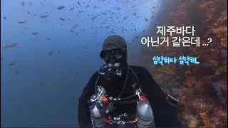 [4K] 제주 바닷속 360° 완전 공개｜세상에서 가장 아름다운 바다 풍경