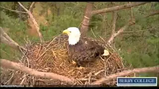 Berry College Eagle Cam, 2.10.2015, 17:35