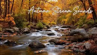 Relaxing Autumn Stream &ndash; Peaceful Forest River Sounds for Deep Sleep & Meditation