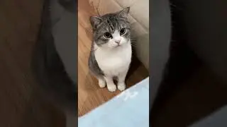 Cats have an impressive range of motion with their ears, allowing them to pinpoint sounds.