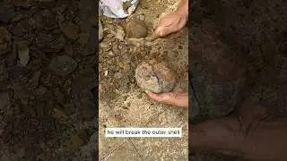 Dragon egg or Dinosaur egg? #rock #fossils #crystals #gemstone