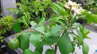 Rio Red grapefruit still holding fruit AND flowering again in October 🤩🤩