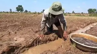 Fishing skills|Hand fishing in Village|Traditional fish Technique|Fishing in field |Local Fish video