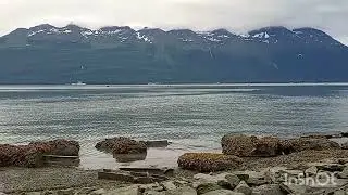 Walking Into The Port Valdez Inlet Beside The Solomon Gulch Fish Hatchery At Low Tide.  Alaska 2025