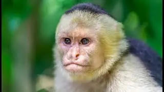 White-faced capuchin in Panama #onewalkaholic #travel #panama