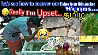 HOW TO CURE FISHES DISEASE | ANCHOR WORMS | FISHES RECOVERY from diseases||in tamil தமிழில்