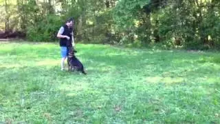 Fenrir z AlpineK9 aka Oz