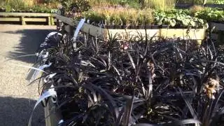 Ophiopogon planiscapus 'Nigrescens'