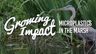 Growing Impact: Microplastics in the marsh
