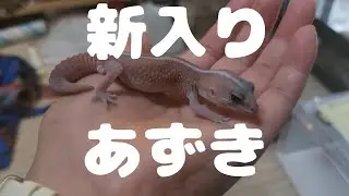 ニシアフの男の子をお迎えしたぞ～！