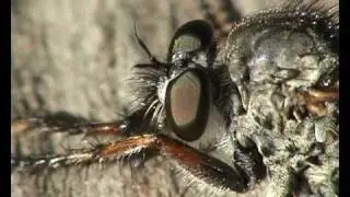 Diptera - Asilidae