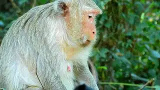 Monkey Butter And Her Cute Baby Monkey Button